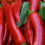 Chilli Pepper CAYENNE. 2