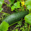 Courgette Black Beauty. Heavy cropper 3