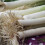 Leek MUSSELBURGH. Heirloom variety. 4