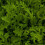 Wild ROCKET. Very useful salad plant 4
