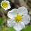 Alpine Strawberry. Exquisite flavour and aroma. 4