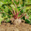 BEETROOT Boltardy. Classic, round beetroot. 2