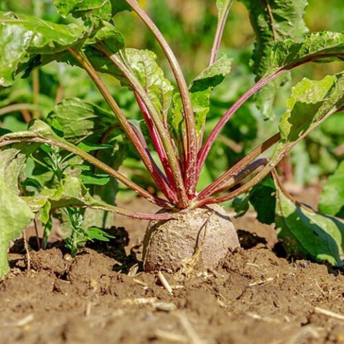 BEETROOT Boltardy. Classic, round beetroot. 1