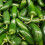 Chilli Jalapeno. The Pizza Pepper. 1
