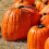Pumpkin CONNECTICUT FIELD. From USA. 2