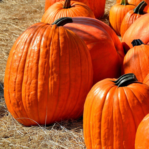 Pumpkin CONNECTICUT FIELD. From USA. 1