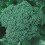 BROCCOLI Autumn Calabrese. 2