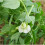 PEA Meteor. A superb first early variety. 2