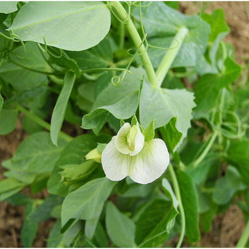 PEA Meteor. A superb first early variety. 1