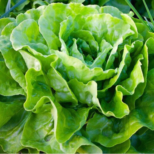 LETTUCE All Year Round. Butterhead variety.