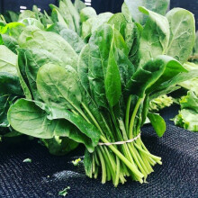 SPINACH BEET Perpetual.