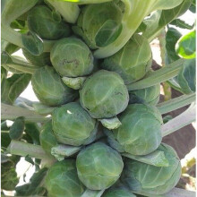 BRUSSELS SPROUT Groninger.