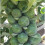 BRUSSELS SPROUT Groninger. 1
