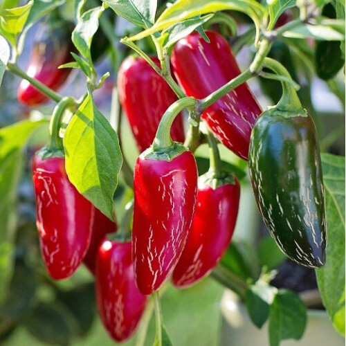Chilli Jalapeno. The Pizza Pepper. 1