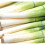 Leek MUSSELBURGH. Heirloom variety. 1