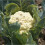 Cauliflower All Year Round. Very Versatile. 3