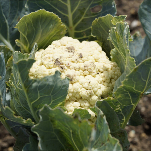 Cauliflower All Year Round. Very Versatile. 2