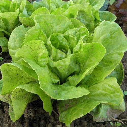 LETTUCE All Year Round. Butterhead variety. 1