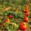 Pumpkin CONNECTICUT FIELD. From USA. 3