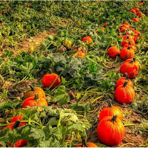 Pumpkin CONNECTICUT FIELD. From USA. 2