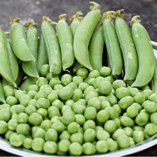 PEA Meteor. A superb first early variety. 2