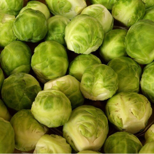 BRUSSELS SPROUT Groninger. 1
