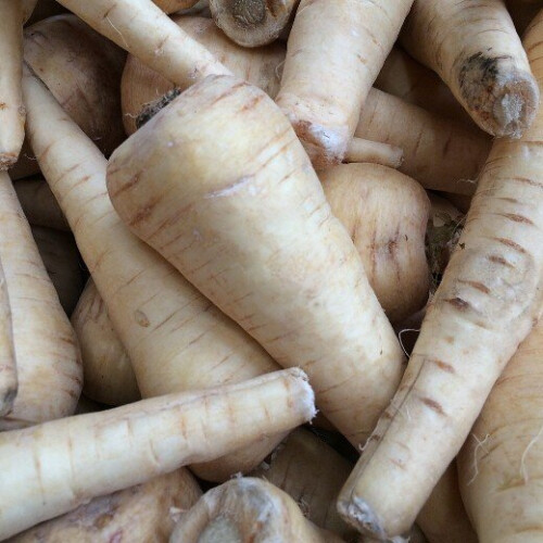 PARSNIP White Gem. Excellent sweet flavour. 2