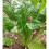SPINACH BEET Perpetual. 2