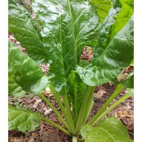 SPINACH BEET Perpetual. 1