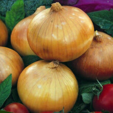ONION Ailsa Craig. Very Popular.