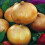ONION Ailsa Craig. Very Popular. 1