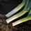 Leek MUSSELBURGH. Heirloom variety. 2