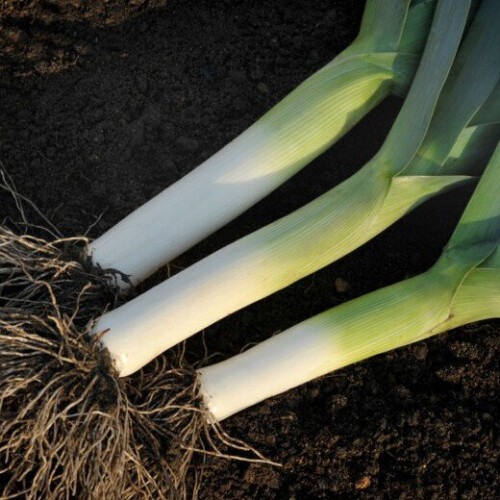 Leek MUSSELBURGH. Heirloom variety. 1