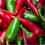 Chilli Jalapeno. The Pizza Pepper. 3
