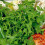 Wild ROCKET. Very useful salad plant 1