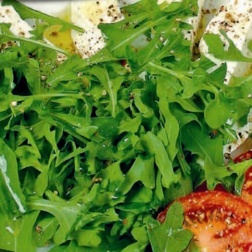 Wild ROCKET. Very useful salad plant