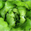 LETTUCE All Year Round. Butterhead variety. 3