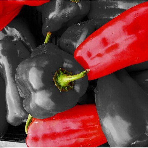SWEET PEPPER. Mixed Colours. 2