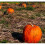 Pumpkin CONNECTICUT FIELD. From USA. 4
