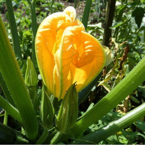 Courgette Black Beauty. Heavy cropper 1