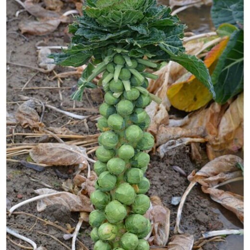 BRUSSELS SPROUT Groninger. 2