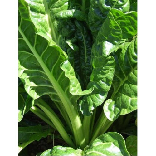 SPINACH BEET Perpetual. 2