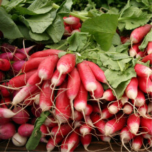 RADISH French Breakfast. Quick and easy to grow.