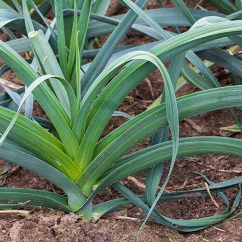 Leek MUSSELBURGH. Heirloom variety. 2