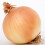ONION Ailsa Craig. Very Popular. 2