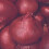 Onion RED BRUNSWICK. Tried and Tested. 1