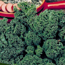 CURLY KALE Westland Autumn.