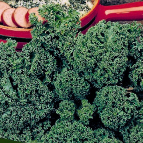 CURLY KALE Westland Autumn.