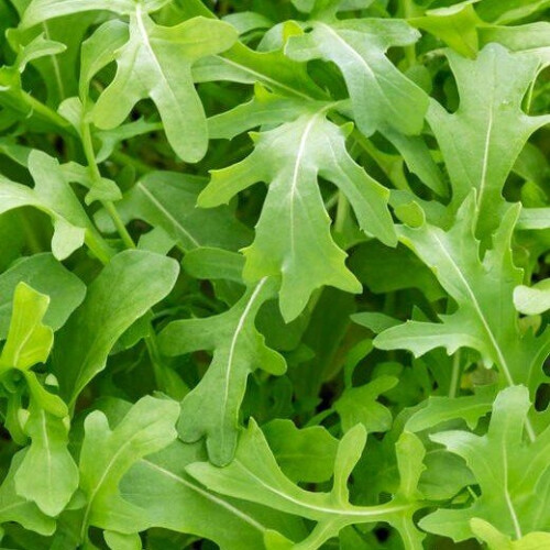 Wild ROCKET. Very useful salad plant 1
