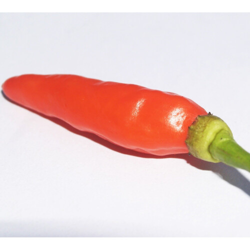 Chilli Pepper CAYENNE.